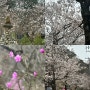 마이산 십리벚꽃길 암마이봉 4월 벚꽃 현황 그리고 등산코스