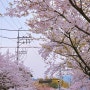 양재천 벚꽃 보러 가는 길 : 서울 벚꽃명소 벚꽃터널 벚꽃놀이