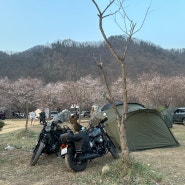 홍천 보리울캠핑장 4월 6일 벚꽃 일부 구역 만개/ 모곡밤벌유원지 방문 후기