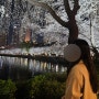 잠실 석촌호수 저녁 벚꽃 실시간 개화 후기 (240405)서울 야경 인생샷 가능한 벚꽃 명소