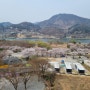 가평 드라이브코스 삼회리 북한강로 벚꽃길, 청평 중앙내수면연구소 벚꽃길 개방