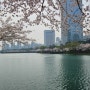올림픽공원,석촌호수 벚꽃