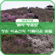 봄의 황홀함_창원 비음산의 아름다운 꽃들