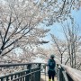 대구 동네 뒷산 등산 벚꽃이 이쁜 동변동 학봉(가람봉)