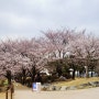 시흥 갯골생태공원 벚꽃 개화상태, 흔들전망대, 킥보드(4.4일 방문)