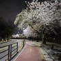 여의도 벚꽃축제 가는법, 윤중로 벚꽃길 실시간 야간영상(ft.주차장)