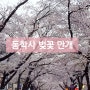 충남 공주 벚꽃 명소 동학사 길, 축제 후 만개 이번주 절정