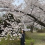 서울근교 성남 한적한 벚꽃명소 희망대공원| 벚꽃뷰 피크닉 가능한 곳