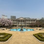 서울 궁궐 벚꽃 명소 덕수궁 입장료 봄나들이 코스