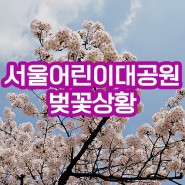 서울어린이대공원 벚꽃구경 - 2024년 4월기준