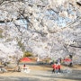 sk인천석유화학 벚꽃동산 5년만에 개방 벚꽃 최고명소