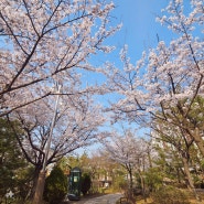 인천벚꽃명소 서구 가좌이음숲 벚꽃 만개 🌸