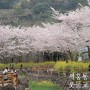4월 제주도 여행 벚꽃 개화시기 맞춰 찾아간 서귀포 가볼만한곳 서홍동 웃물교