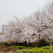 상동호수공원 벚꽃 만개 부천 벚꽃명소 요즘 가볼만한곳