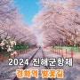 진해 경화역 2024 벚꽃 만개 현황 경화역벚꽃길 이번주 절정