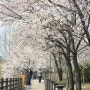 중대물빛공원 벚꽃놀이 2024.4.5