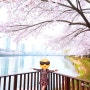 서울 벚꽃 명소 석촌호수 4월 첫주말 4월 6일 서울 벚꽃 축제 주차장