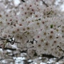 2024★안산 호수공원 벚꽃
