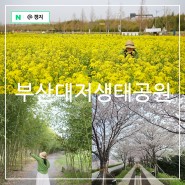부산 데이트 가볼만한곳 대저생태공원 유채꽃 벚꽃 명소 사진찍기 좋은곳