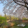 [경기도 벚꽃 명소] 수원 서호공원, 일월저수지, 만석공원, 안양 충훈부 :: 실시간 개화 현황