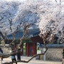 경주여행 벚꽃 명소 [ 대릉원 ] 근처 주차장 팁까지!! 24.04.01