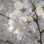 인천 서구 벚꽃 스팟 - 녹청자 박물관 근처, 공촌천 산책로
