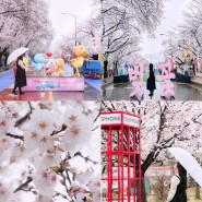 2024 안동 벚꽃축제, 안동 강변 벚꽃길 봄꽃 명소 푸드트럭 볼거리 100% 개화 ♥