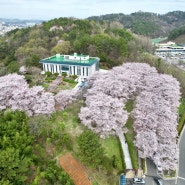 경남 진주 연암도서관 벚꽃 명소 만개 실시간