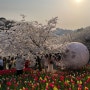 서울벚꽃많은곳 벚꽃명소 연희숲속쉼터 추천 벚꽃만개🌸