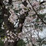 석촌호수 벚꽃 구경
