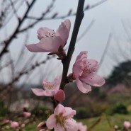 4월 봄봄(8) 춘덕산복숭아꽃동산, 부천생태공원 걷기