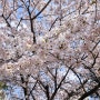 4월 1주차 일상 : 봄이다 봄