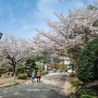 광주 중외공원 벚꽃 4월 개화 현황
