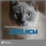 고양이 HCM은 어떤 질환일까?