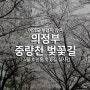여의도 부럽지 않은 의정부 중랑천 벚꽃길 : 4월 호원동 벚꽃길 실시간