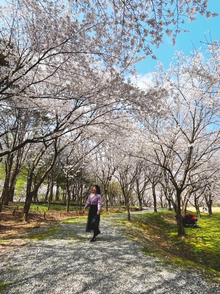 대전 대청호 벚꽃 4월5일 개화상황 금강 로하스 대청공원