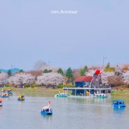 춘천 벚꽃 실시간 현황(24.04.06.) 공지천 만개 방문 전 참고사항