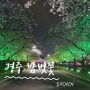 경주 보문호수 벚꽃 실시간 , 밤벚꽃 벚꽃야경 즐기러 ! 240404