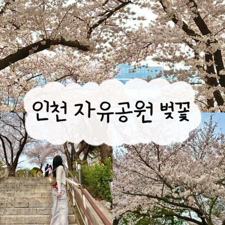 인천벚꽃명소 자유공원 벚꽃나들이 개화현황 포토존