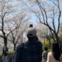 서울근교 벚꽃축제 꽃놀이 갈만한곳 여긴몰랐을껄 주차팁