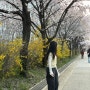 서울 숨겨진 벚꽃 명소 | 송파, 강동러 추천 ෆᰔ