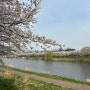 경기 안산 벚꽃 명소 [안산호수공원] 산책