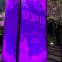 렛츠런파크 서울 벚꽃축제, 경마공원 벚꽃야경