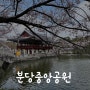 [분당 여행] 성남시 벚꽃 제1경, 분당중앙공원의 풍경