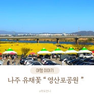 2024 나주 유채꽃 영산포공원 개화상황 가볼만한곳 광주근교 드라이브코스