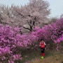 부천 원미산진달래축제.진달래동산.4월 현재 진달래 만개