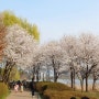 경기도 광주 벚꽃 명소 중대물빛공원 산책, 주차 정보