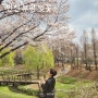 인천 벚꽃 명소 부평 굴포천 반월놀이공원(주차, 실시간)
