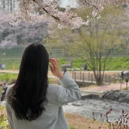 양재천 벚꽃 축제 개화 실시간 양재시민의숲 주차 포토존