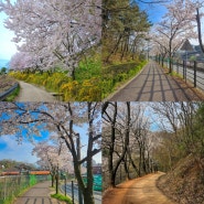 대전등산코스 벚꽃명소 가볼만한곳 계족산 황토길 산책로 맨발로 다녀왔어요